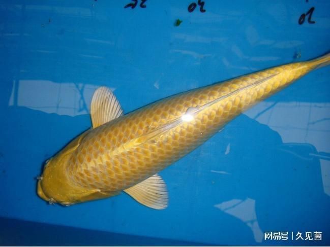 天龍魚（天龍魚是一種什么樣的魚？）