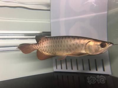 天龍魚（天龍魚是一種什么樣的魚？）