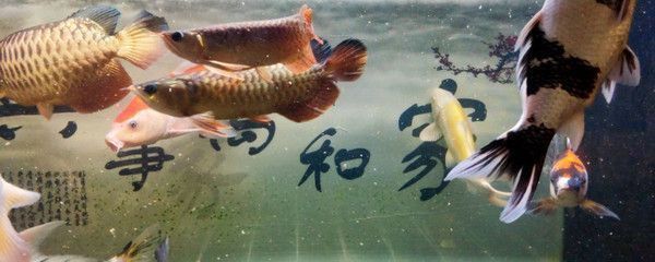 龍魚起名字（如何給龍魚起名字）