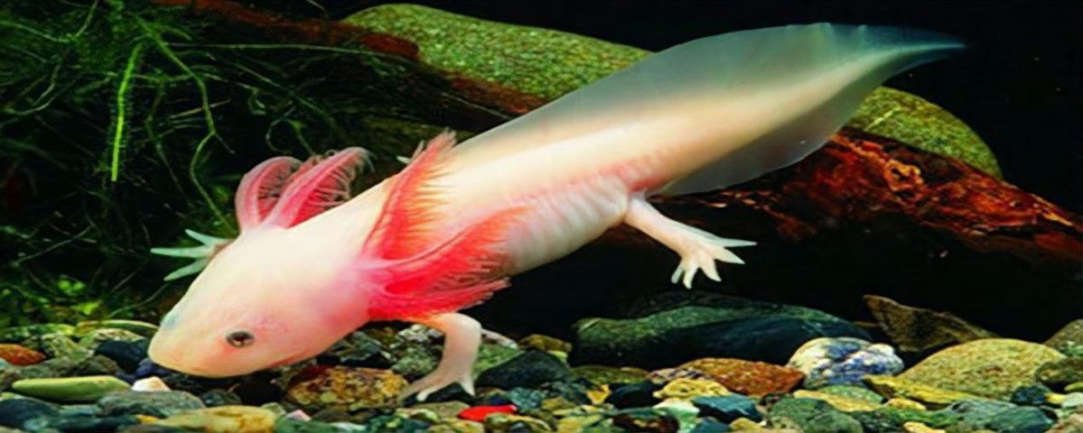 六角龍魚潰爛能自愈嗎？