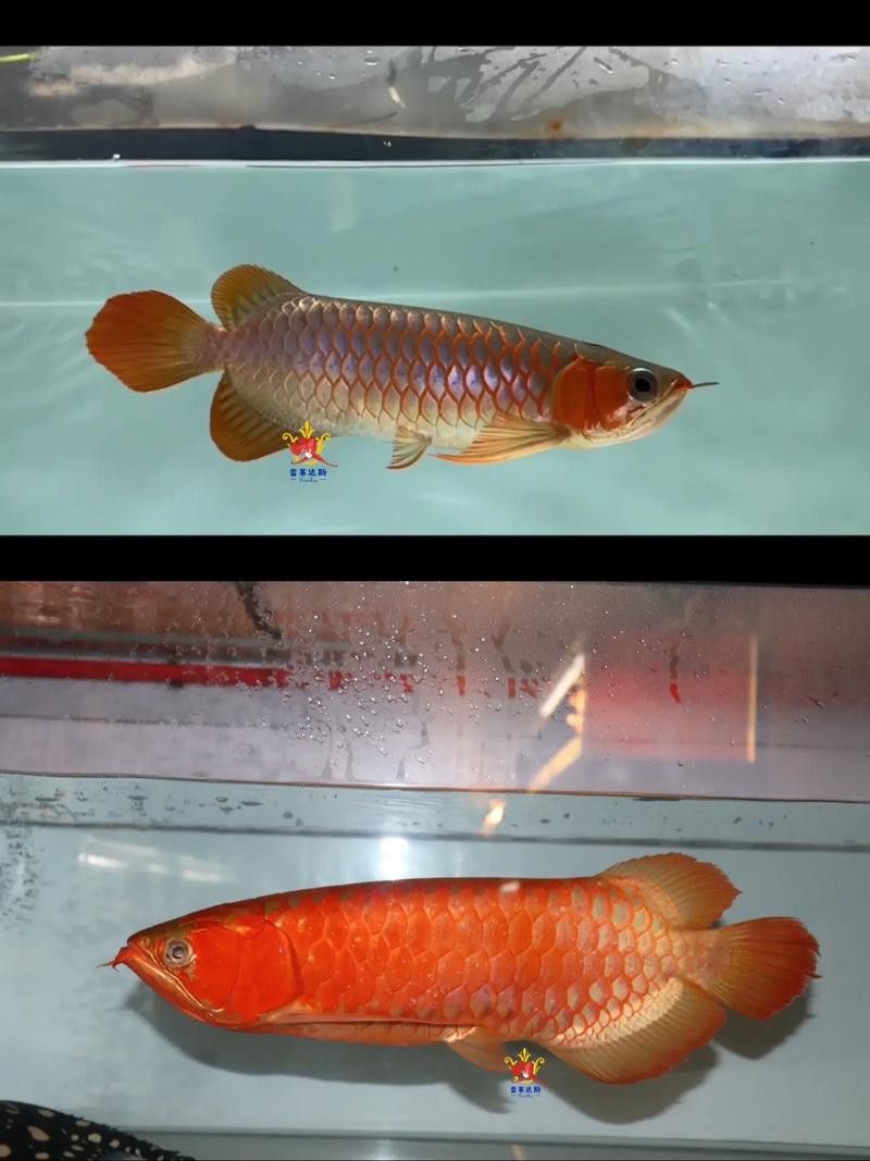 紅龍魚發(fā)色飼料的價格范圍是多少？