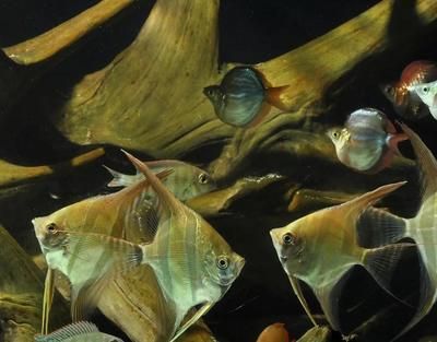 龍魚叫什么名字好聽（好聽的龍魚名字：紅色相關,青色相關,觸須特征）