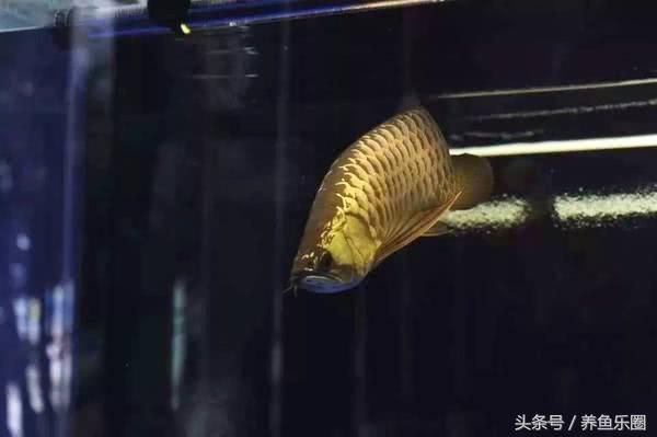 龍魚在魚缸能繁殖嗎：龍魚在魚缸內繁殖的詳細信息：龍魚在魚缸內繁殖的詳細信息