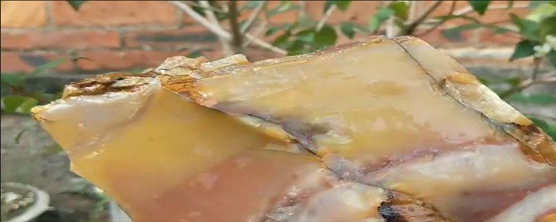 鰻魚混養最忌三種魚