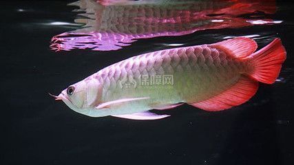 紅金龍魚吃什么（紅金龍魚的飲食主要包括哪些？）