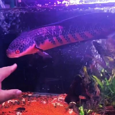 龍魚(yú)和龍魚(yú)混養(yǎng)不活躍:龍魚(yú)和龍魚(yú)混養(yǎng)的活躍度問(wèn)題 龍魚(yú)百科 第3張 龍魚(yú)和龍魚(yú)混養(yǎng)不活躍:龍魚(yú)和龍魚(yú)混養(yǎng)的活躍度問(wèn)題 龍魚(yú)和龍魚(yú)混養(yǎng)不活躍:龍魚(yú)和龍魚(yú)混養(yǎng)的活躍度問(wèn)題 龍魚(yú)百科 第3張