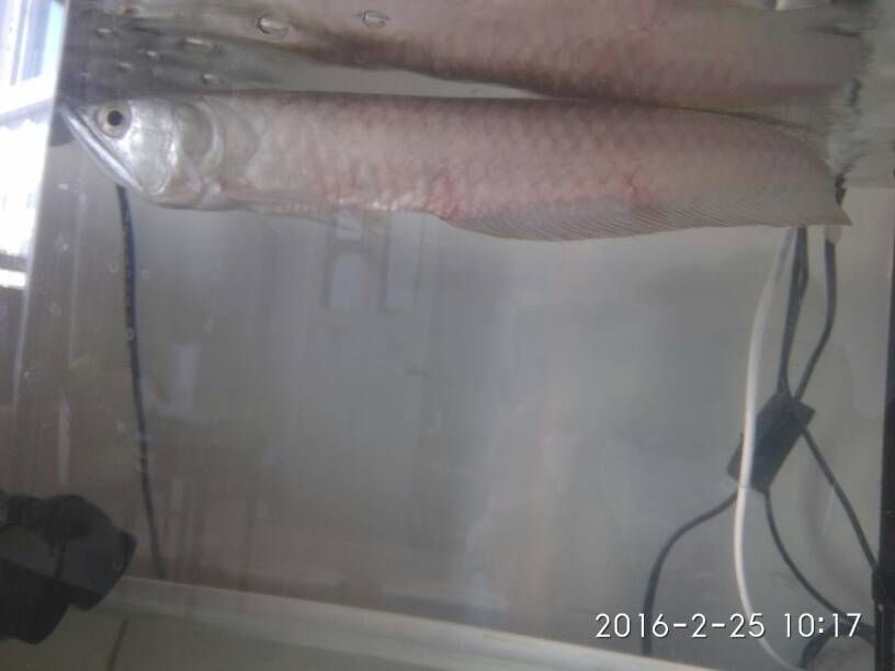 銀龍魚腮都爛了（銀龍魚腮部爛怎么辦）
