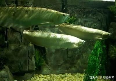 銀龍魚腮都爛了（銀龍魚腮部爛怎么辦）