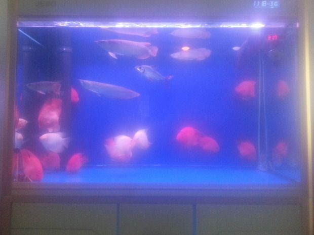 一個魚缸里可以養幾條龍魚一個魚缸里可以養多少條龍魚：一個魚缸里可以養幾條龍魚 一個魚缸里可以養幾條龍魚一個魚缸里可以養多少條龍魚：一個魚缸里可以養幾條龍魚 龍魚百科 第2張