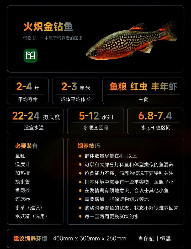 金鉆魚