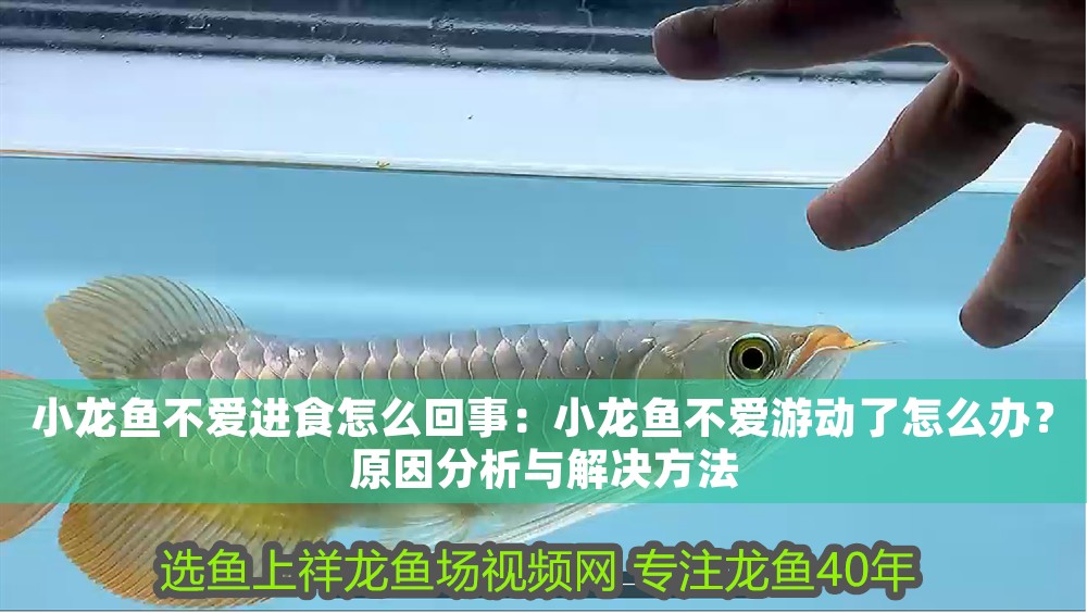 小龍魚不愛進(jìn)食怎么回事：小龍魚不愛游動(dòng)了怎么辦？原因分析與解決方法