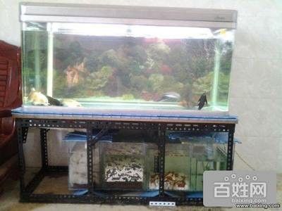 金龍魚用黃燈對爬背