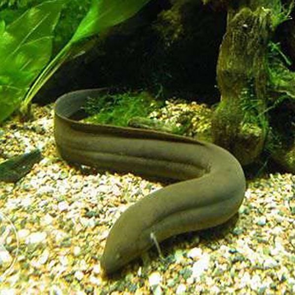 哪種魚類是用肺呼吸的