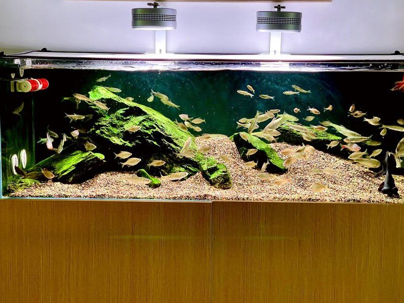 如何選擇適合龍魚缸的水泵和環流泵？