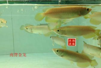 紅龍魚有名的漁場(chǎng)有哪些：印尼紅龍魚養(yǎng)殖場(chǎng)、泗水漁場(chǎng)、祥龍魚場(chǎng)、祥龍魚場(chǎng)、祥龍魚場(chǎng)