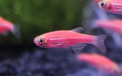 龍魚可以吃：龍魚可以吃嗎，龍魚喂食的注意事項