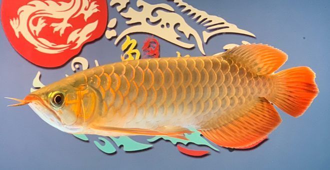 關于龍魚的傳說有哪些