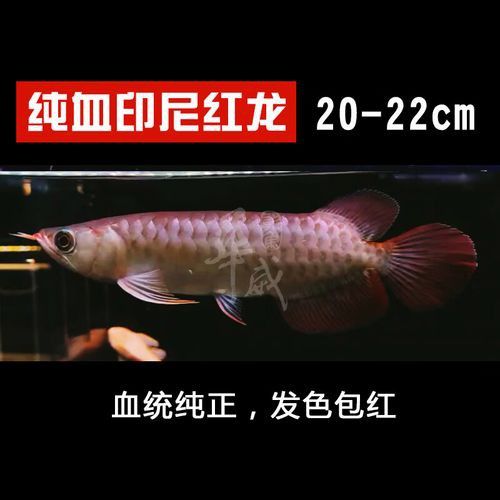 藍底過背龍魚幼魚高清圖片
