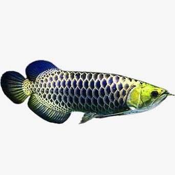 藍底過背龍魚幼魚高清圖片