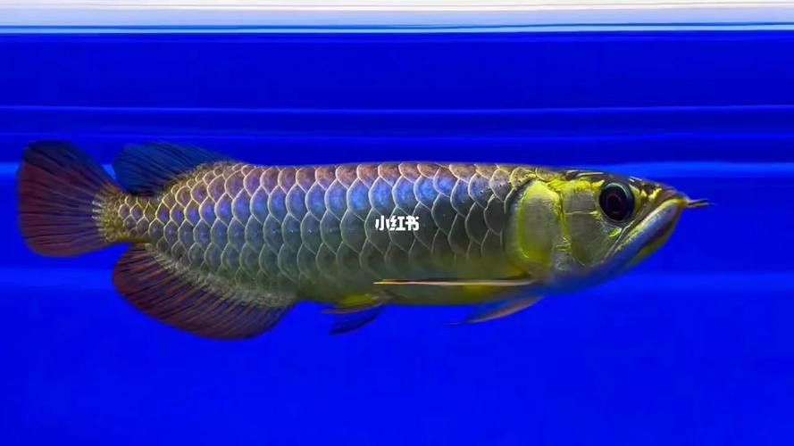 藍底過背龍魚幼魚高清圖片