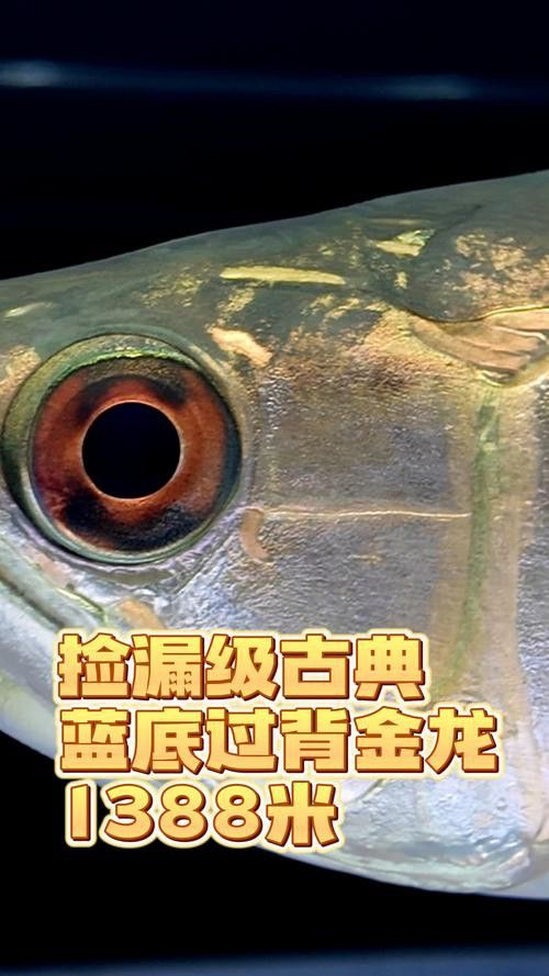 藍底過背龍魚幼魚高清圖片