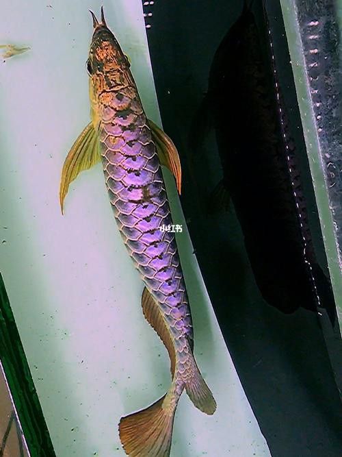 藍底過背龍魚幼魚高清圖片