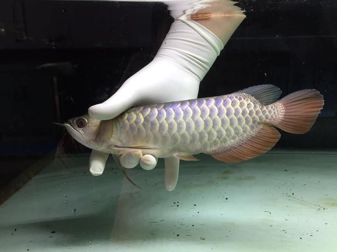 藍底過背龍魚幼魚高清圖片