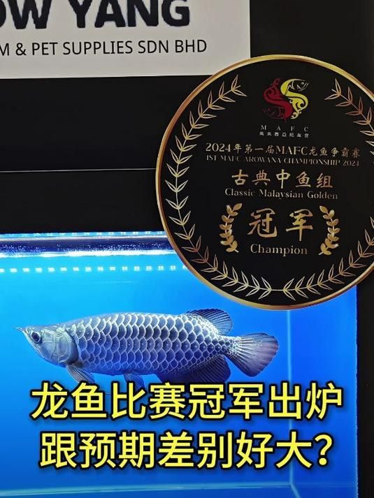 上海龍魚大賽獲獎(jiǎng)名單公布了嗎 上海龍魚大賽獲獎(jiǎng)名單公布了嗎 龍魚百科