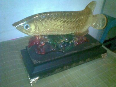 紅龍魚飼養需要考慮燈光的使用嗎？：紅龍魚的飼養確實需要考慮燈光的使用，但并不是絕對必要的