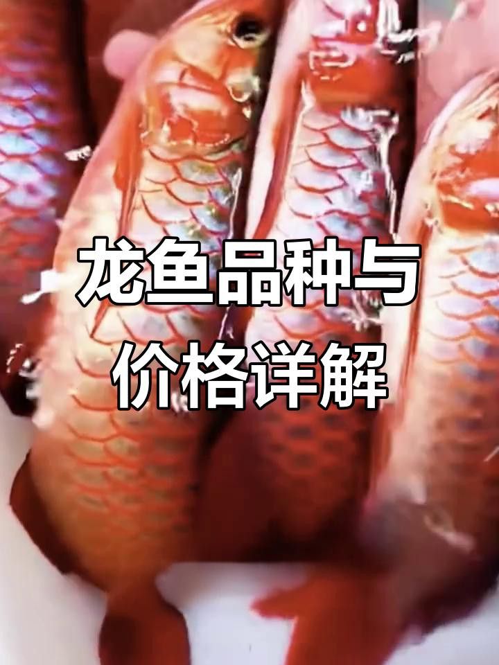 短身福龍魚的價(jià)格走勢如何？