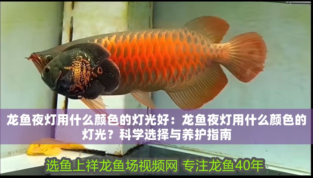 龍魚夜燈用什么顏色的燈光好：龍魚夜燈用什么顏色的燈光？科學選擇與養護指南