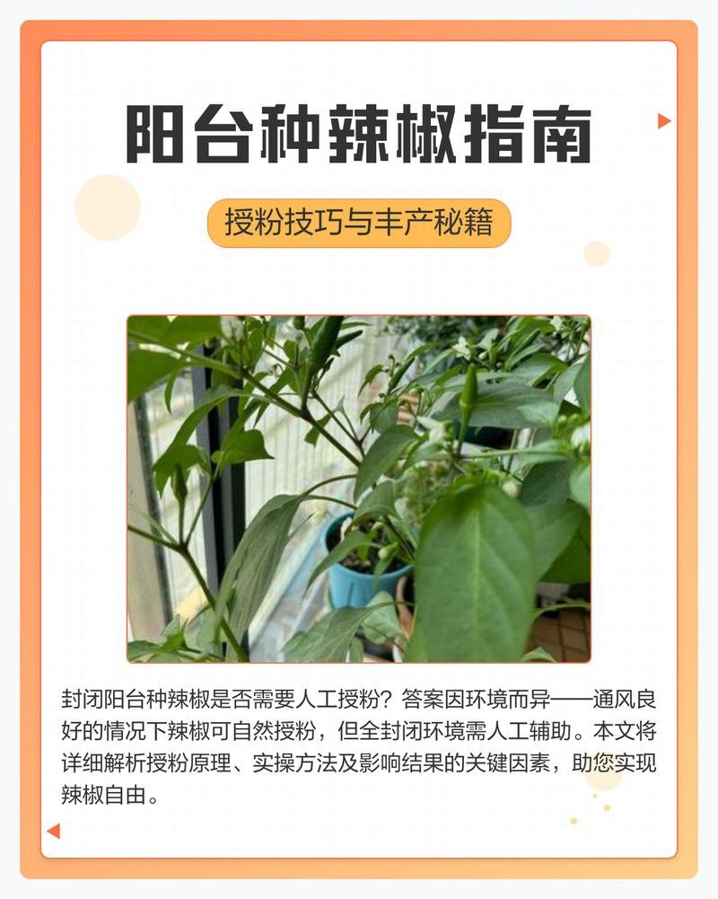 如何人工干預(yù)普通辣椒紅龍的繁殖？