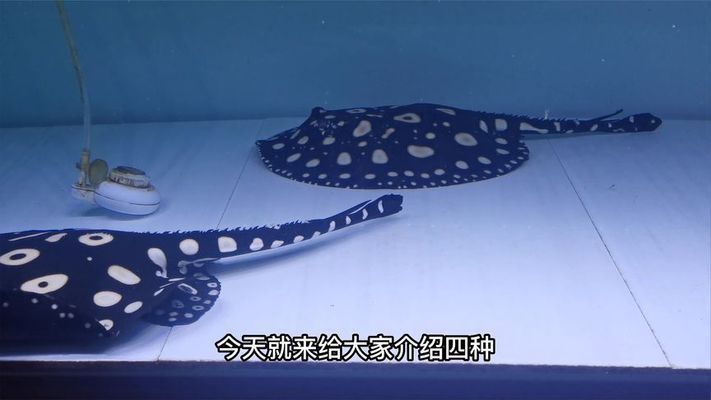 關刀魚和龍魚可以混養，關刀魚和龍魚可以混養嗎？