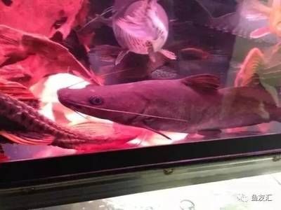 龍魚鑒定中心官網：關于龍魚鑒定中心官網的詳細信息