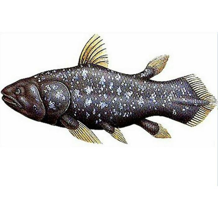 拉蒂邁魚滅絕了嗎