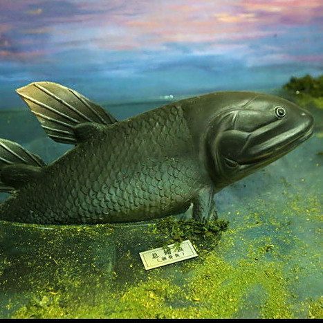 拉蒂邁魚滅絕了嗎