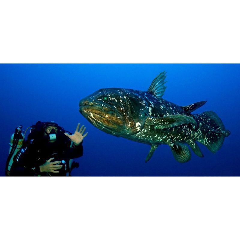 拉蒂邁魚滅絕了嗎