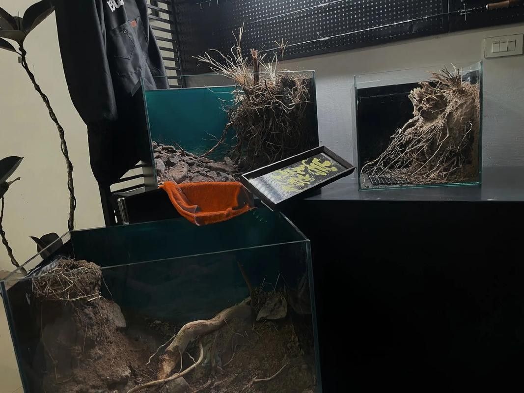 雷龍魚可以和虎斑恐龍混養(yǎng)嗎圖片大全高清