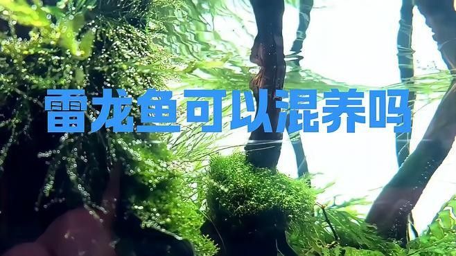 雷龍魚可以和虎斑恐龍混養(yǎng)嗎圖片大全高清