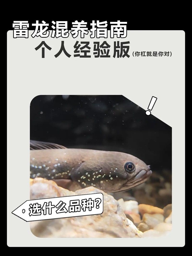 雷龍魚可以和虎斑恐龍混養(yǎng)嗎圖片大全高清