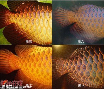 金龍魚市場行情分析