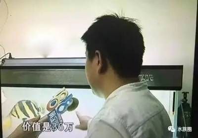 金龍魚市場行情分析
