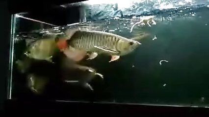 金龍魚市場行情分析