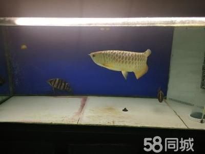 龍魚虎魚配魚:龍魚、虎魚混養水質管理,龍魚虎魚混養水質管理 龍魚百科 第3張 龍魚虎魚配魚:龍魚、虎魚混養水質管理,龍魚虎魚混養水質管理 龍魚虎魚配魚:龍魚、虎魚混養水質管理,龍魚虎魚混養水質管理 龍魚百科 第3張