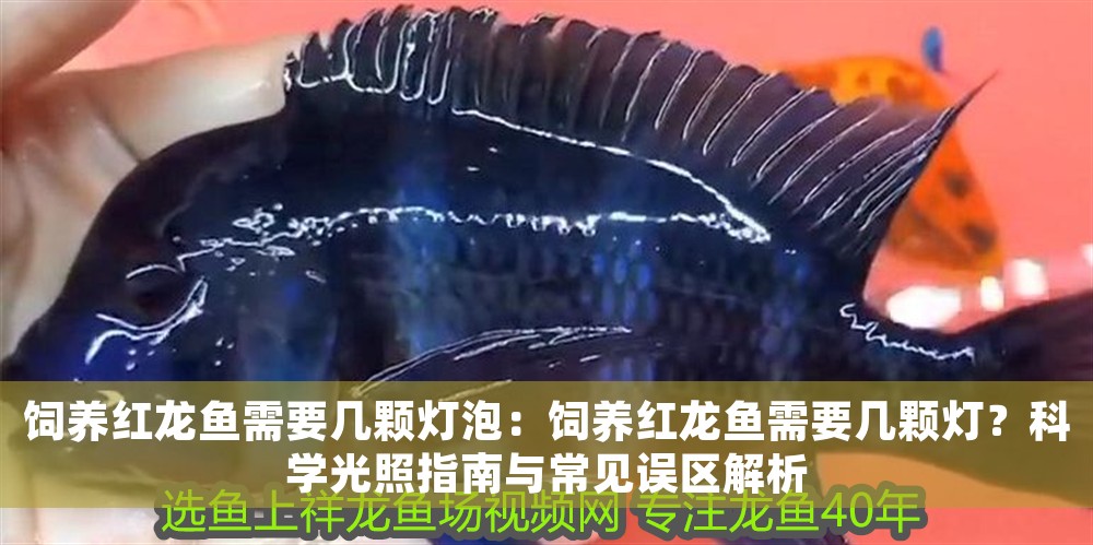 飼養(yǎng)紅龍魚需要幾顆燈泡：飼養(yǎng)紅龍魚需要幾顆燈？科學(xué)光照指南與常見誤區(qū)解析