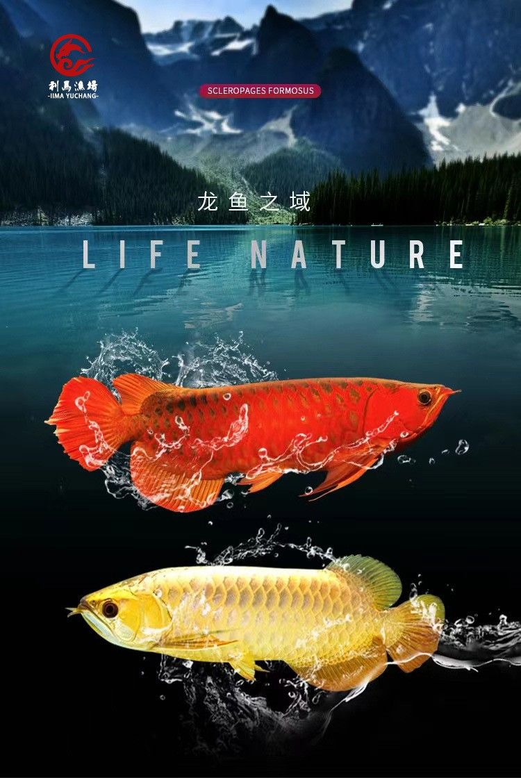 印尼紅龍魚魚苗的價格多少錢