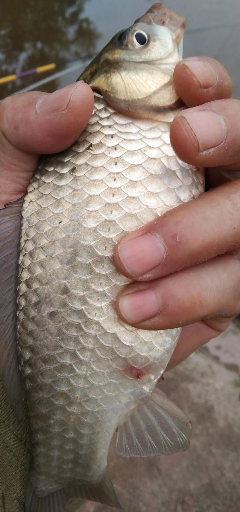 紅龍魚(yú)背上有黑點(diǎn)怎么回事