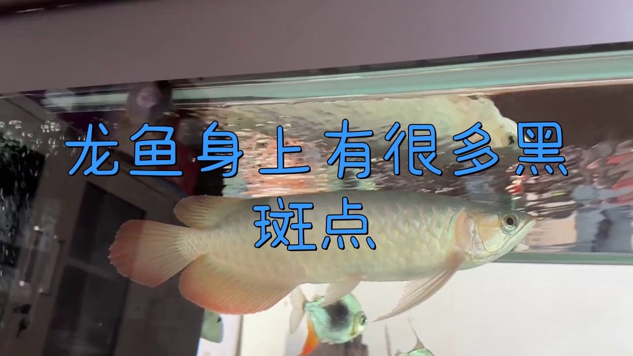 紅龍魚(yú)背上有黑點(diǎn)怎么回事