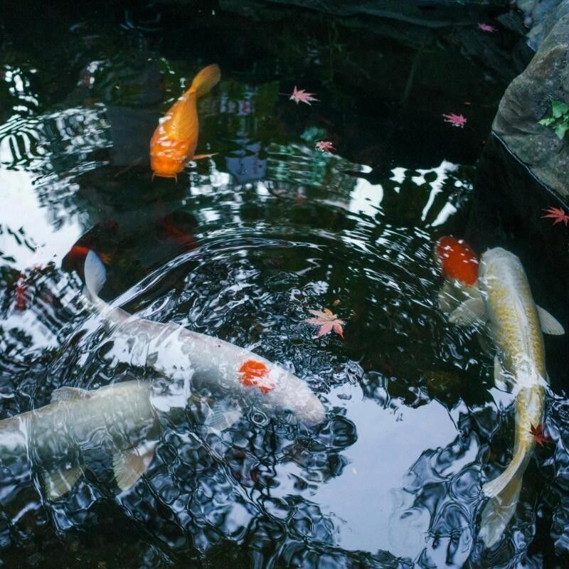 紅龍魚背上有黑點怎么回事