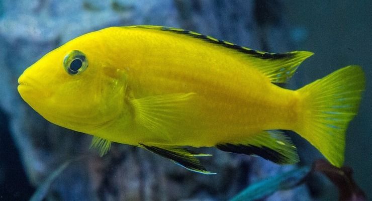 紅龍魚鱗片發黑潰爛怎么辦:紅龍魚的鱗片發黑潰爛怎么辦 龍魚百科 第3張 紅龍魚鱗片發黑潰爛怎么辦:紅龍魚的鱗片發黑潰爛怎么辦 紅龍魚鱗片發黑潰爛怎么辦:紅龍魚的鱗片發黑潰爛怎么辦 龍魚百科 第3張